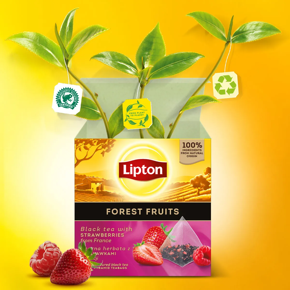 Herbata Lipton czarna Forest Fruit owoce leśne 20 saszetek - obrazek 6